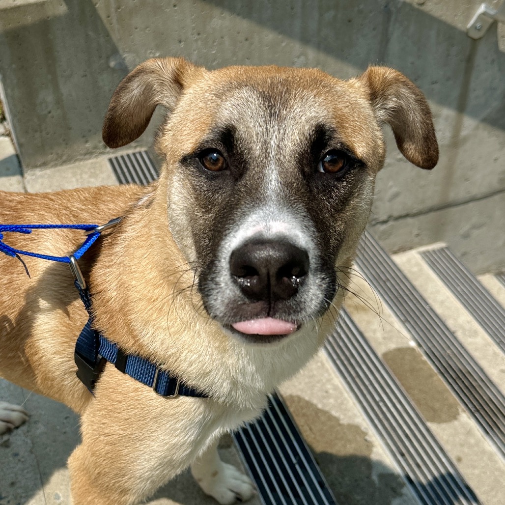 Balto Shepherd, Anatolian White 