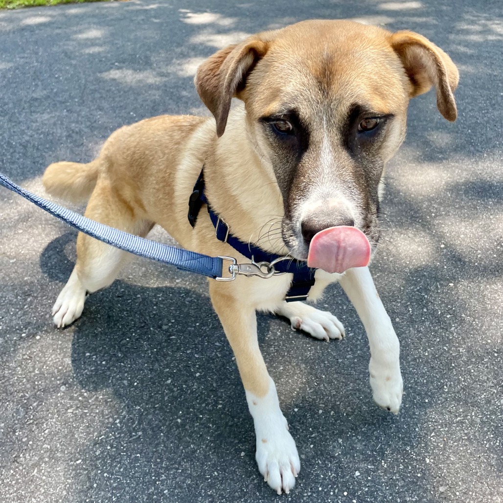 Balto Shepherd, Anatolian White 