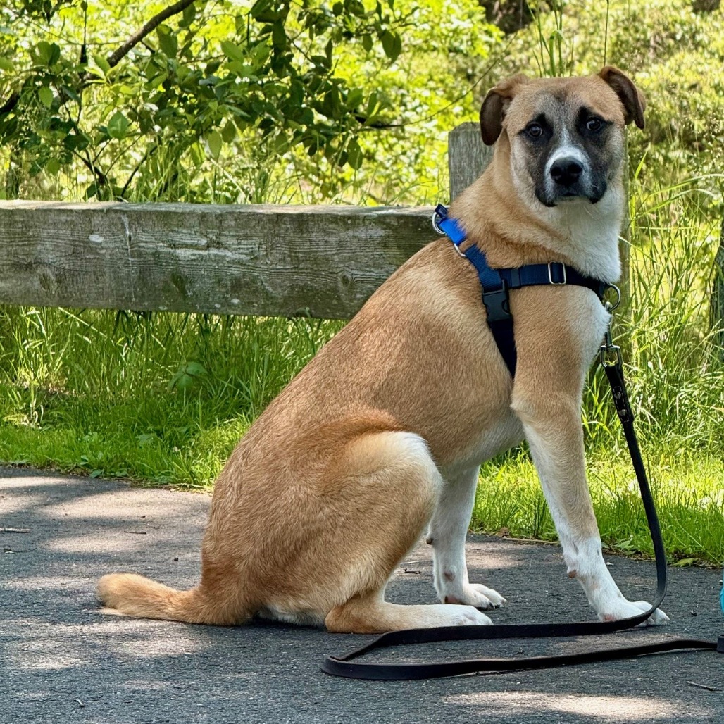 Balto Shepherd, Anatolian White 