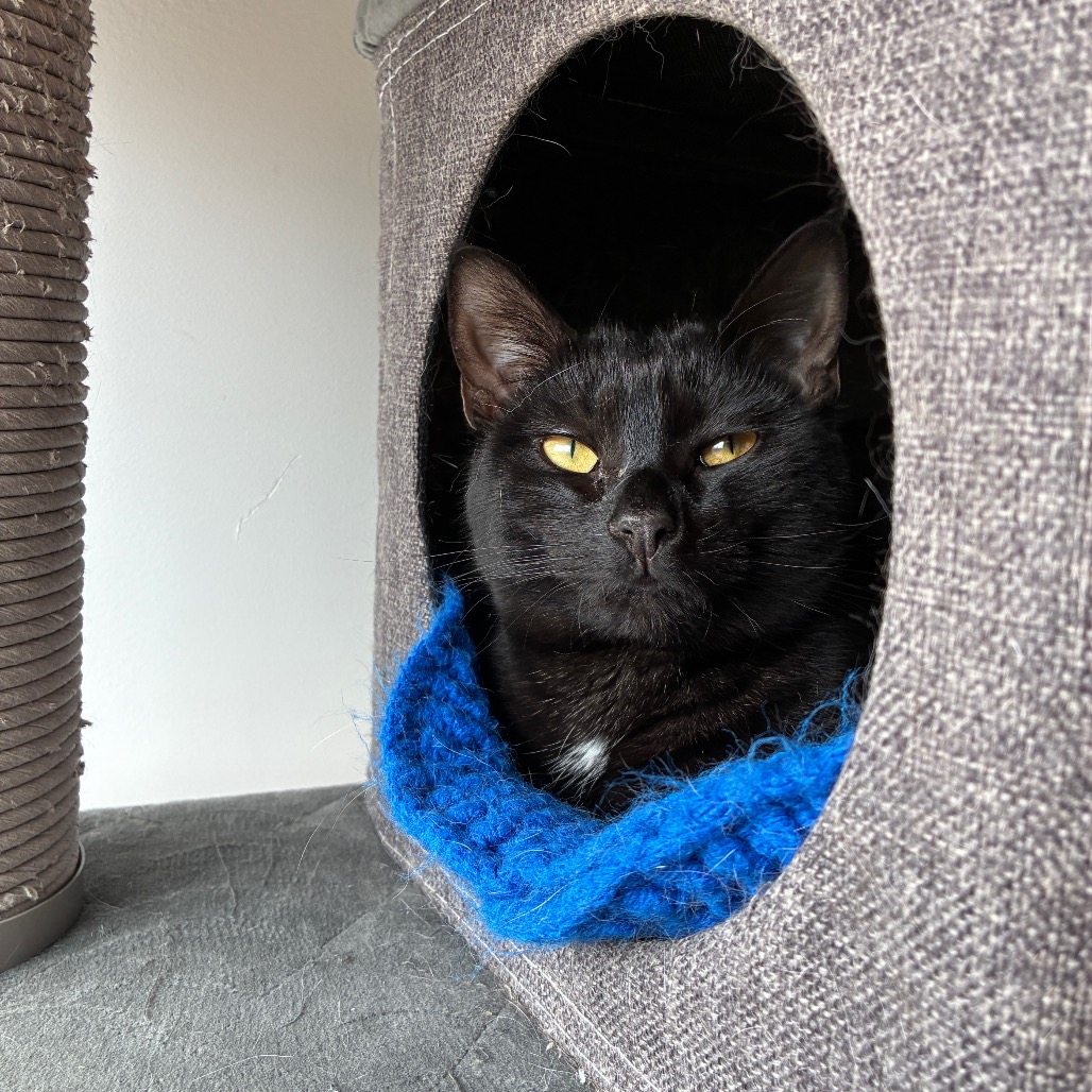 Onyx Domestic Shorthair Black None