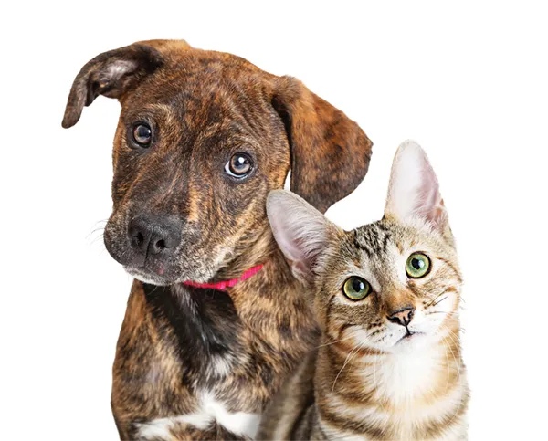 Pet Photo Contest Winners Announced