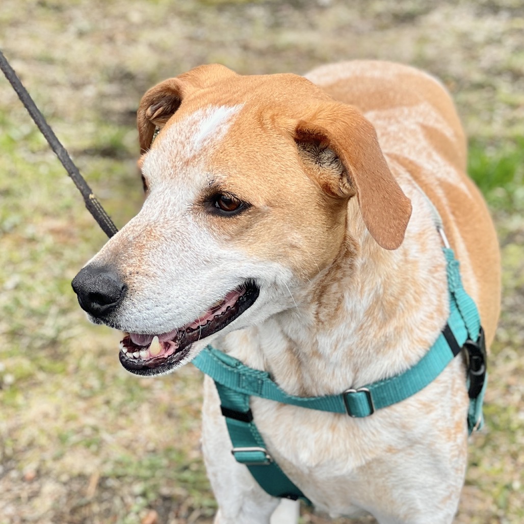 Honcho Coonhound, Bluetick Tan/White None