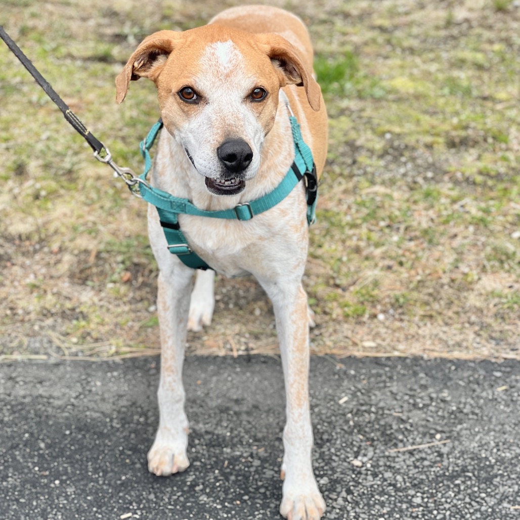 Honcho Coonhound, Bluetick Tan/White None