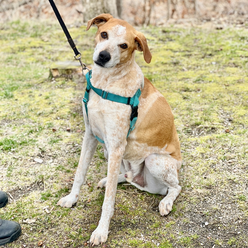 Honcho Coonhound, Bluetick Tan/White None