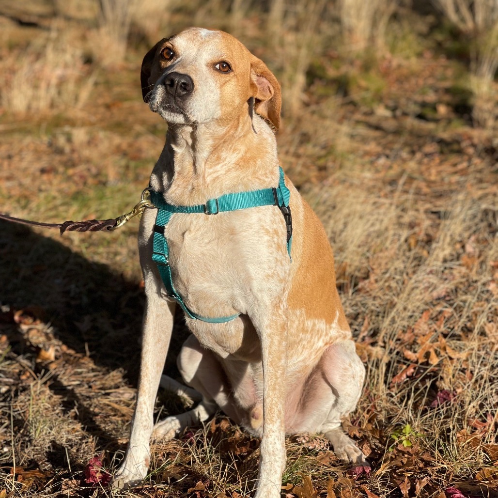 Honcho Coonhound, Bluetick Tan/White None