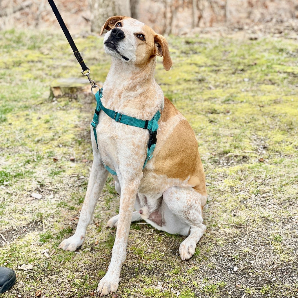 Honcho Coonhound, Bluetick Tan/White None