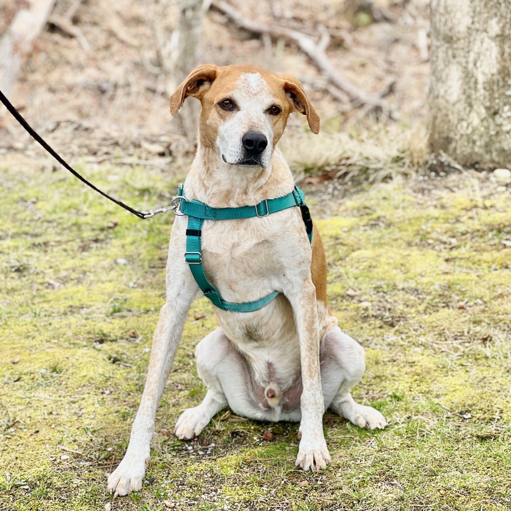 Honcho Coonhound, Bluetick Tan/White None