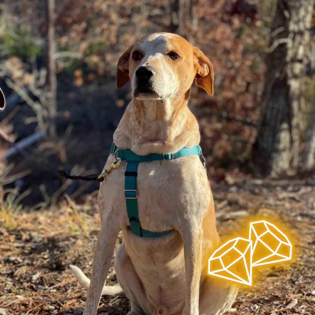 Honcho Coonhound, Bluetick Tan/White None