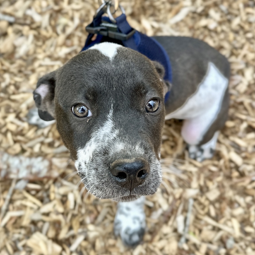Gumbo Retriever, Labrador Blue 