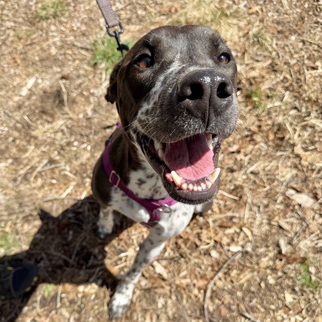 Gumbo Retriever, Labrador Blue 