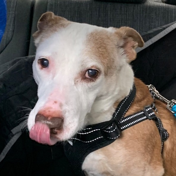 Scout Terrier, Pit Bull/Hound, Basset Tan None