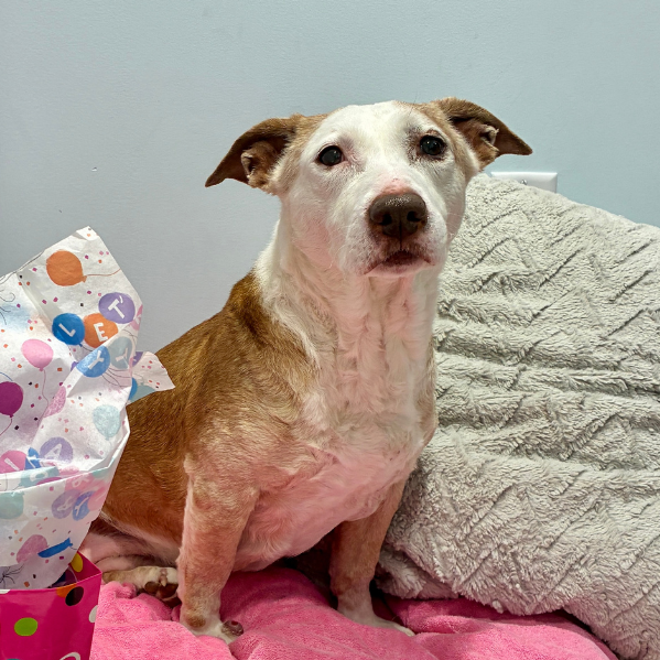 Scout Terrier, Pit Bull/Hound, Basset Tan None