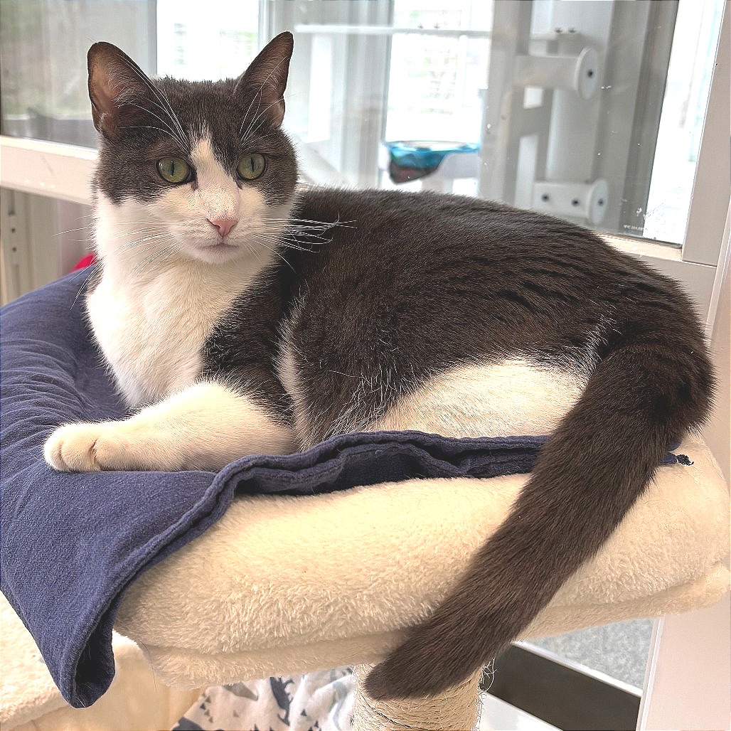 Luna Domestic Shorthair Grey 