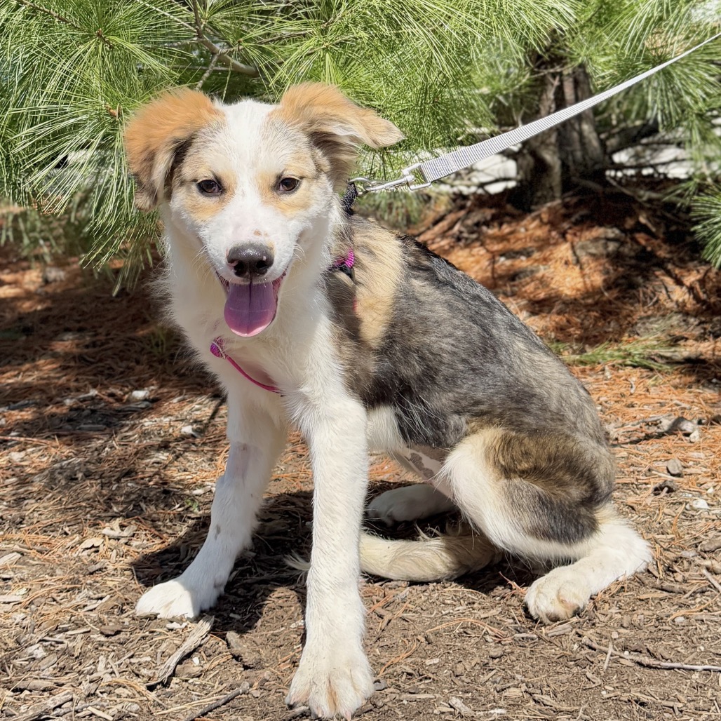 Kahlua Shepherd/Mixed Breed (Small) Black Tricolor