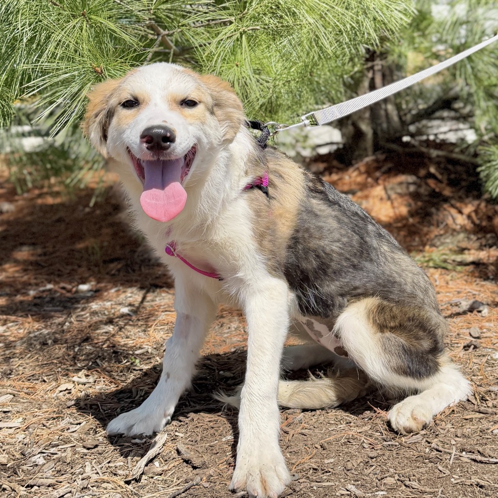 Kahlua Shepherd/Mixed Breed (Small) Black Tricolor
