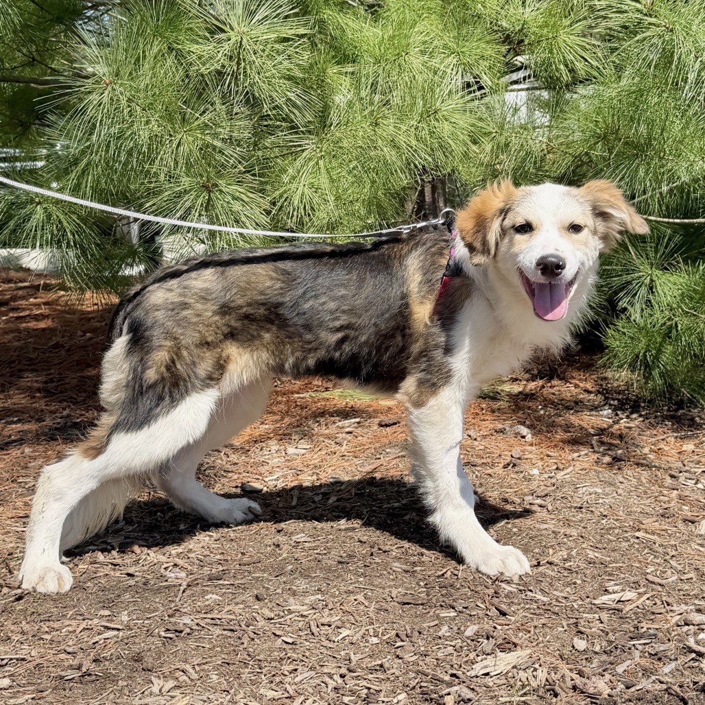 Kahlua Shepherd/Mixed Breed (Small) Black Tricolor