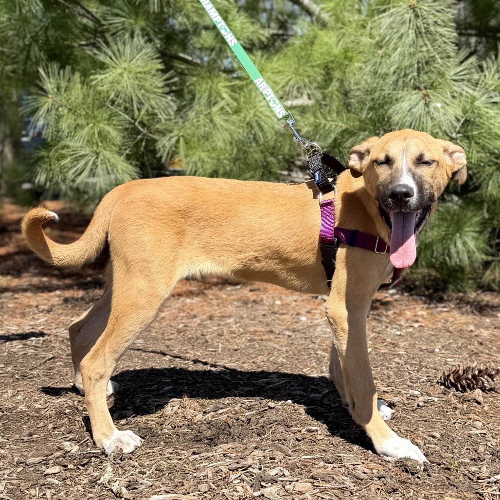 Whiskey Shepherd/Mixed Breed (Medium) Brown 