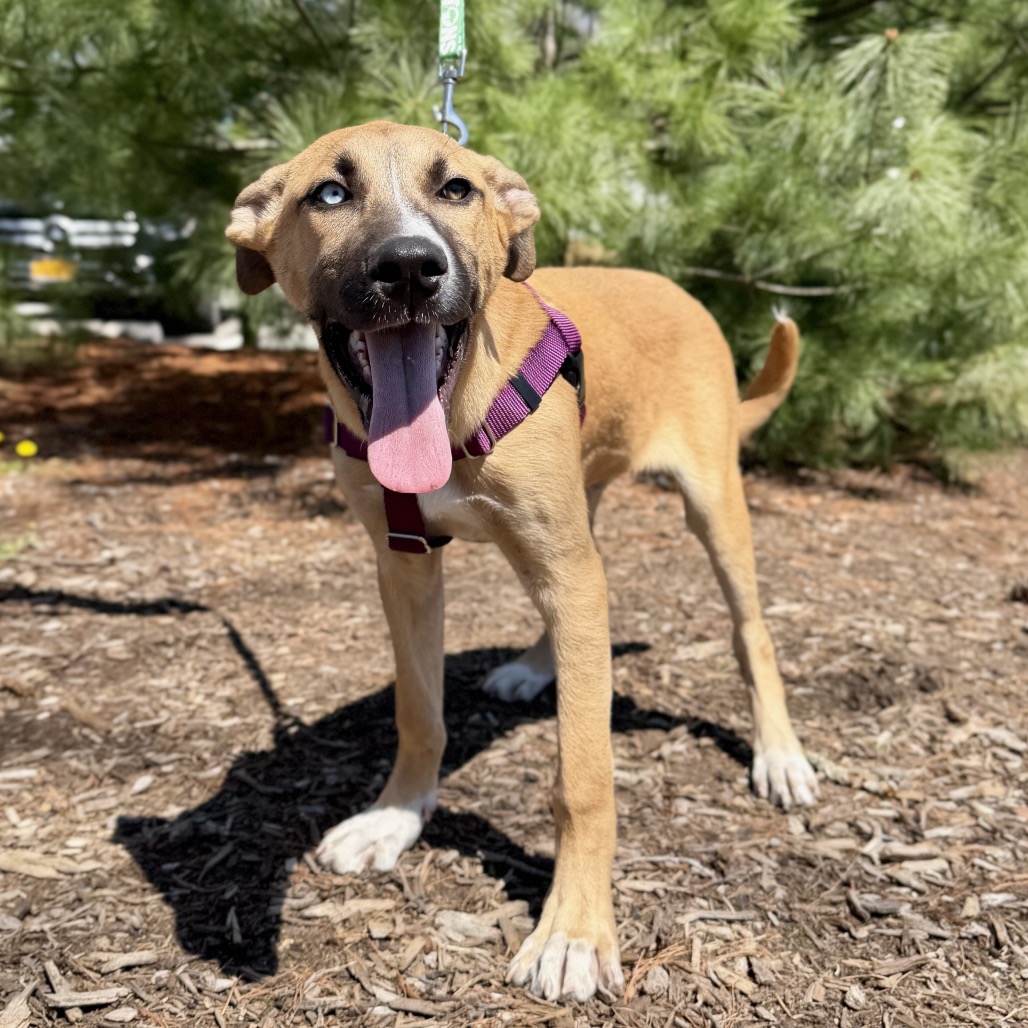 Whiskey Shepherd/Mixed Breed (Medium) Brown 