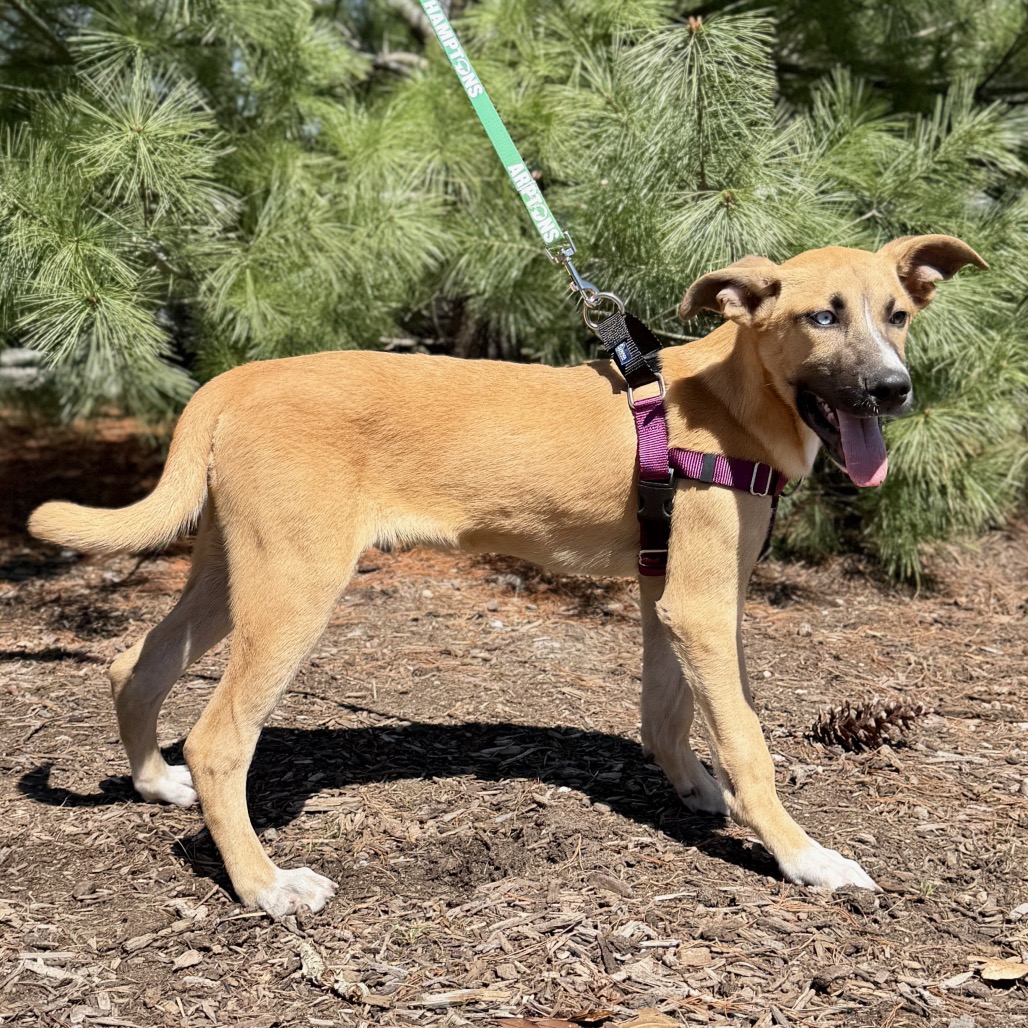 Whiskey Shepherd/Mixed Breed (Medium) Brown 