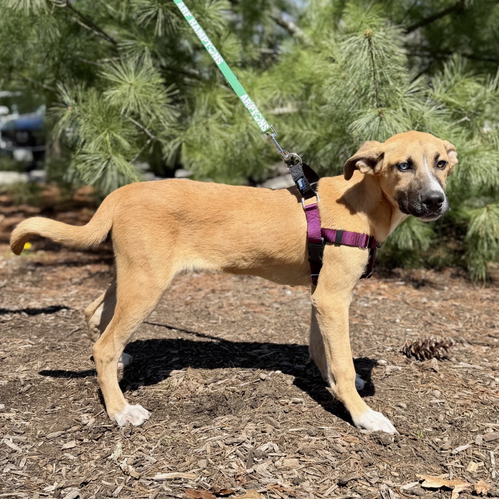 Whiskey Shepherd/Mixed Breed (Medium) Brown 