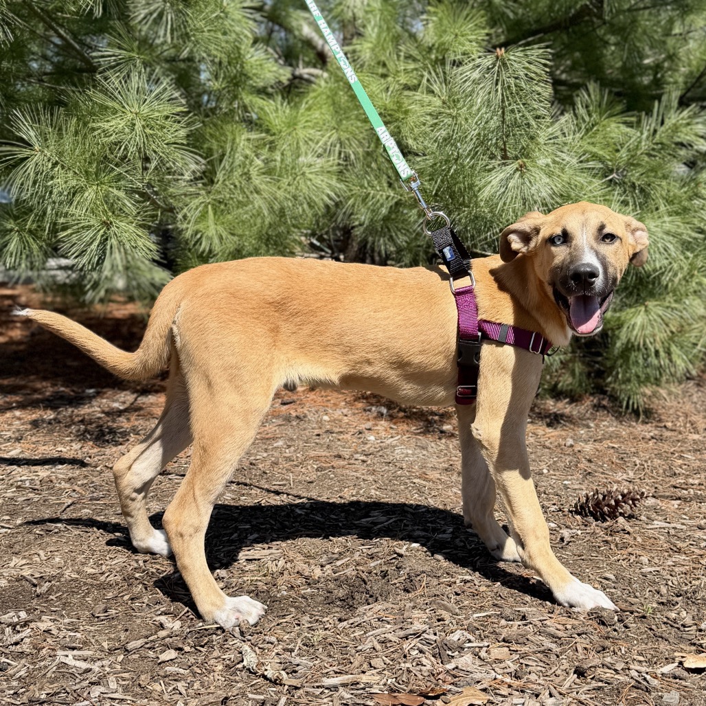 Whiskey Shepherd/Mixed Breed (Medium) Brown 