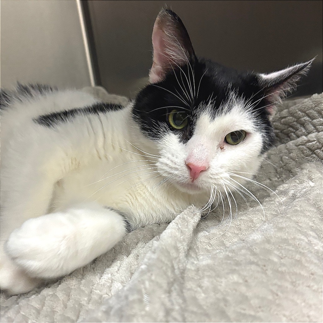 Solo Domestic Shorthair Black 