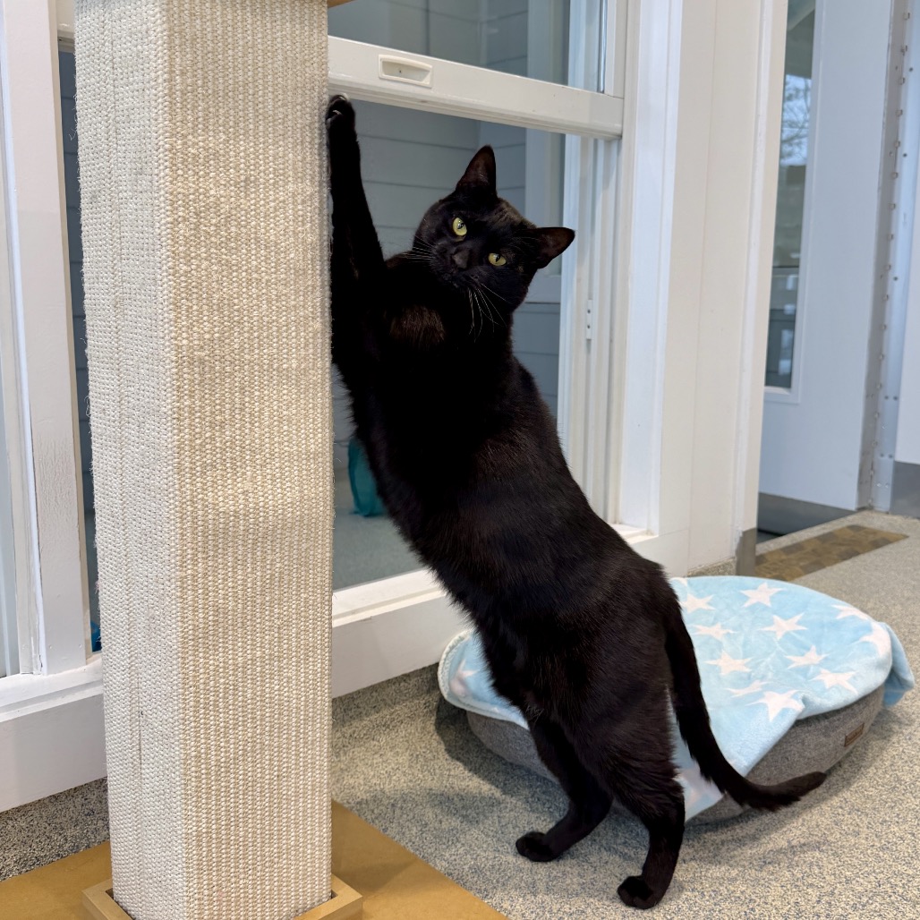 Skeeter Domestic Shorthair Black 