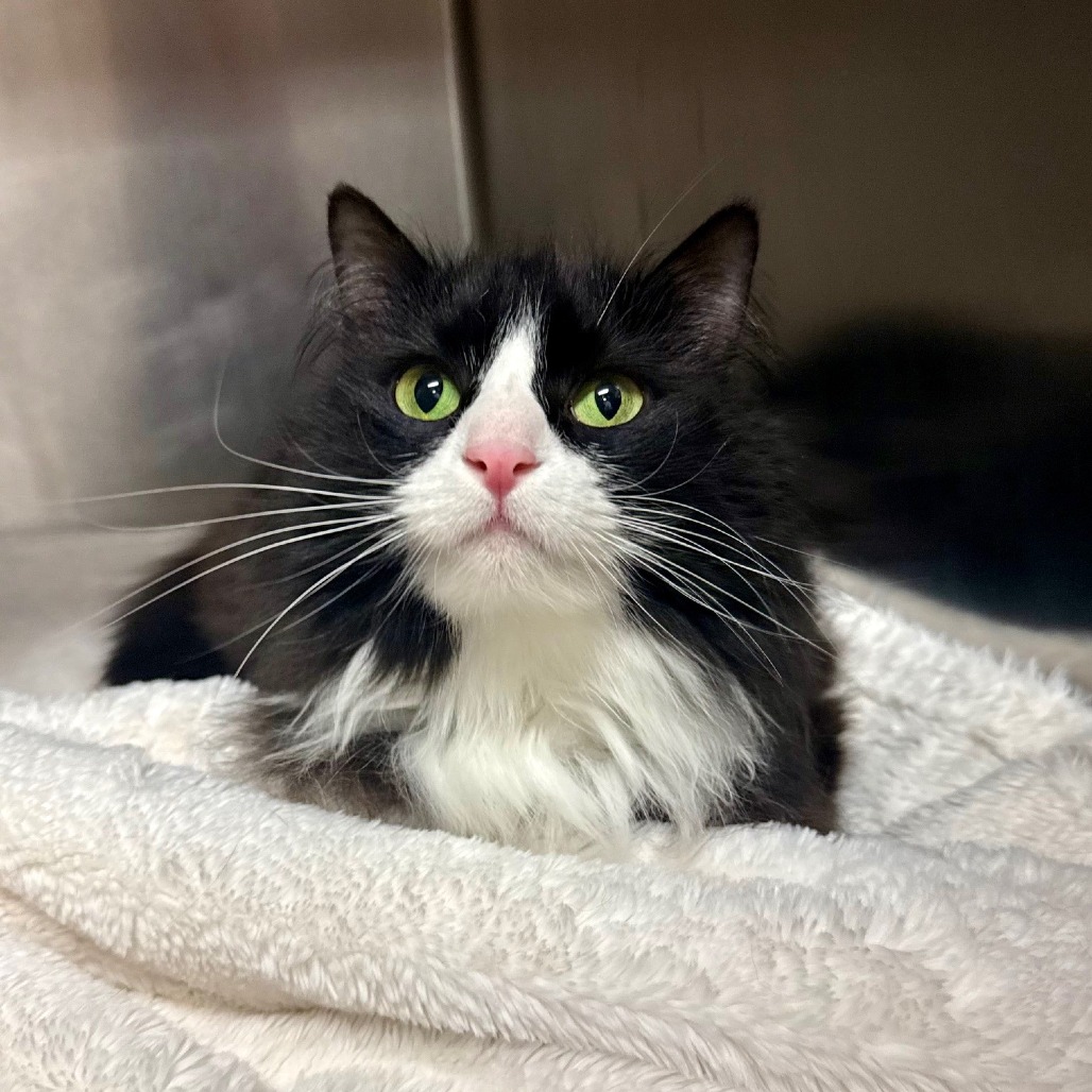 Coco Domestic Longhair Black/White None