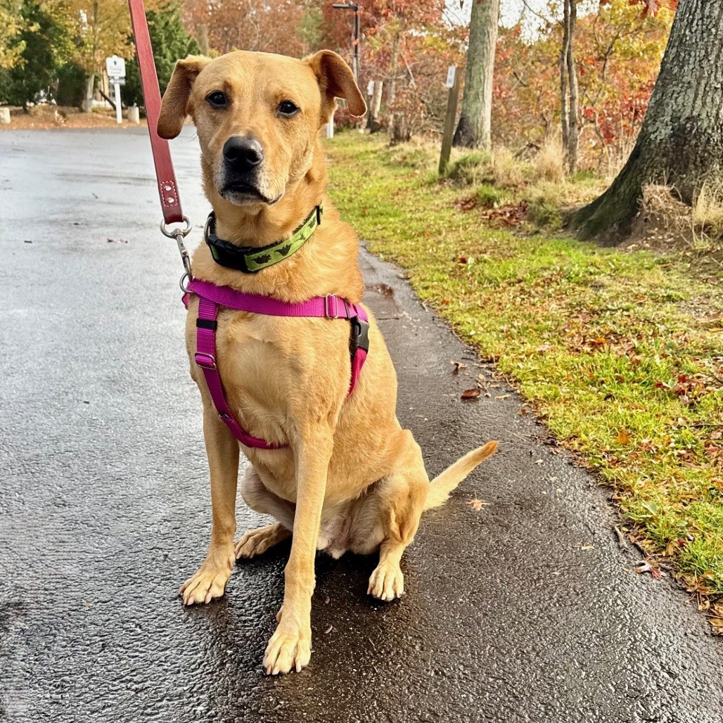 Scooter Retriever, Labrador Yellow