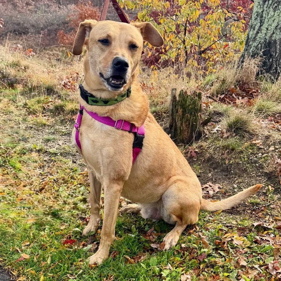 Scooter Retriever, Labrador Yellow