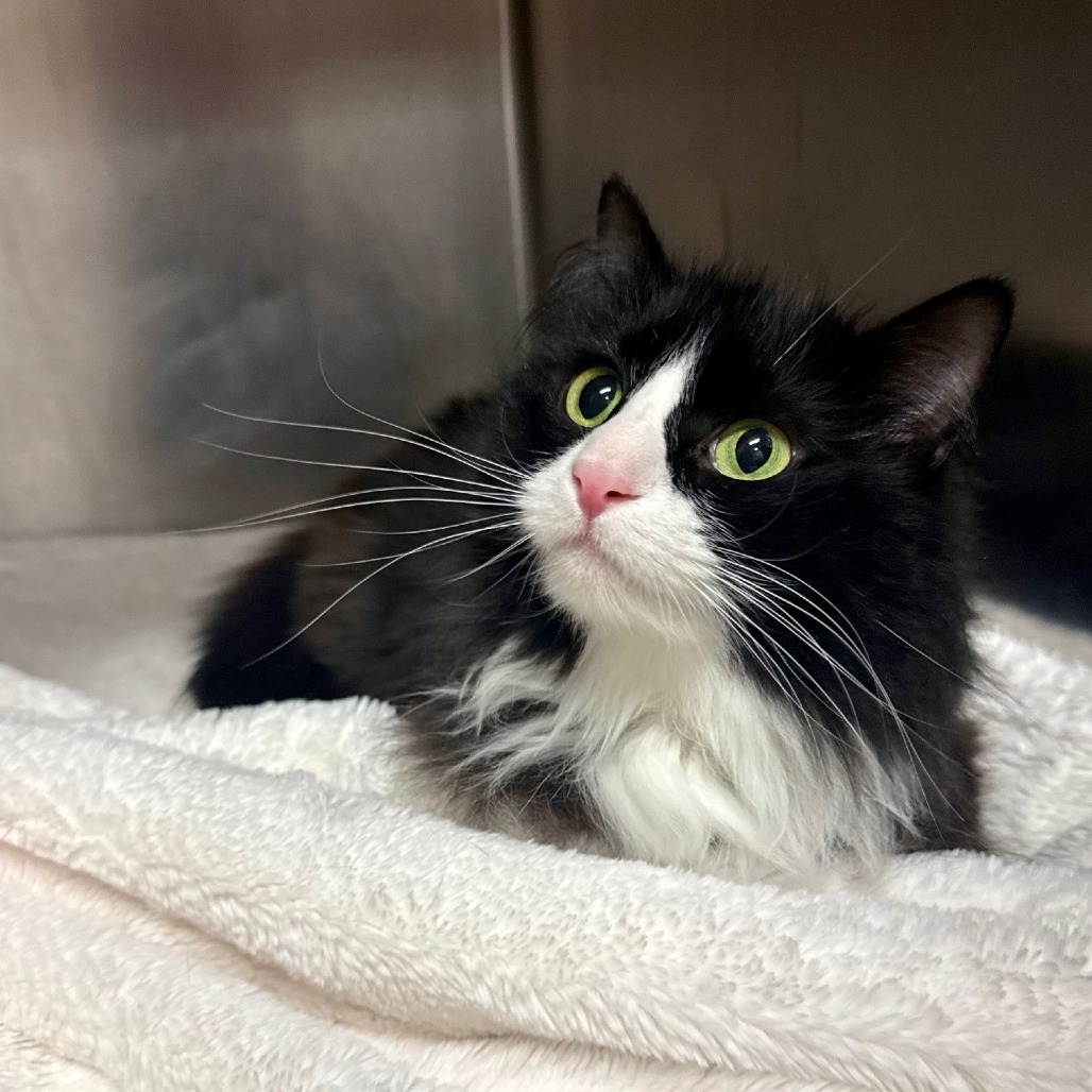 Coco Domestic Longhair Black/White None