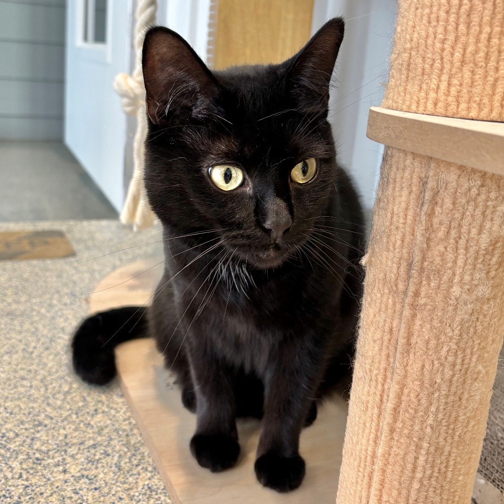 Lizzy Domestic Shorthair Black 