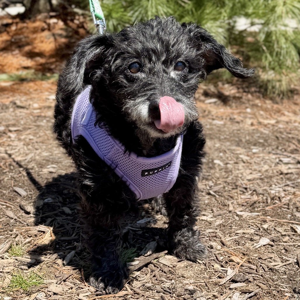 Bailey Poodle, Miniature/Mixed Breed (Small) Black Salt and Pepper