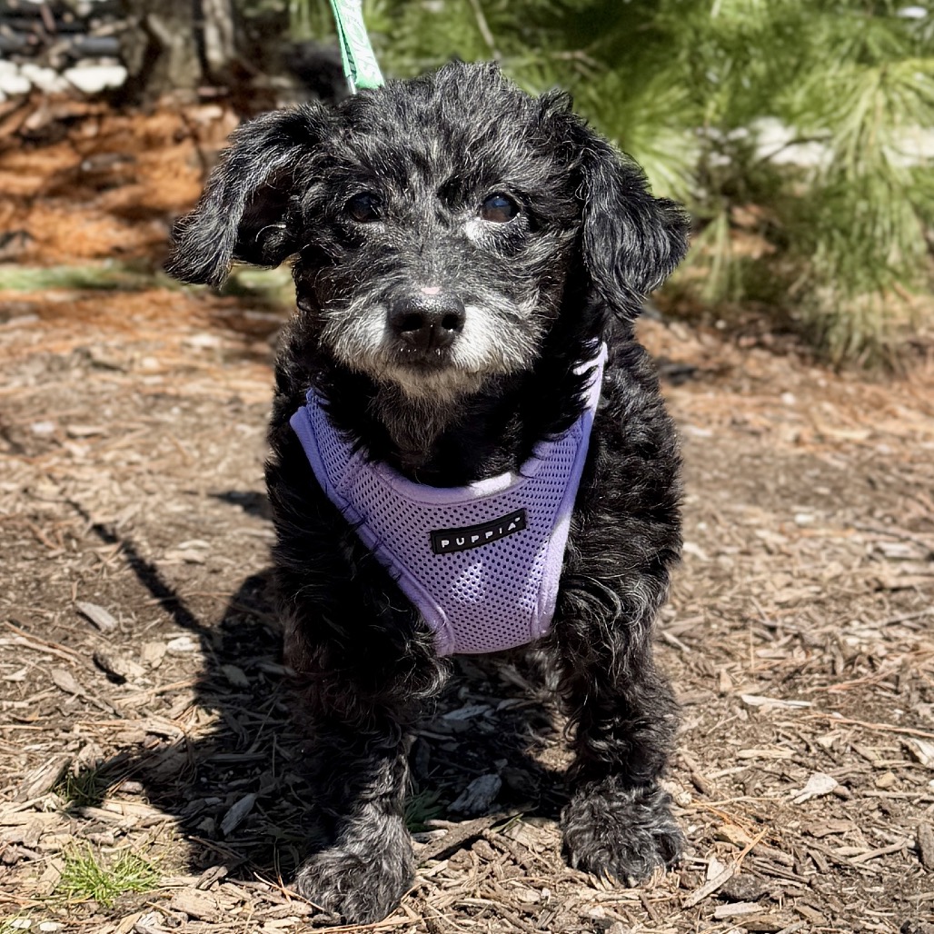 Bailey Poodle, Miniature/Mixed Breed (Small) Black Salt and Pepper