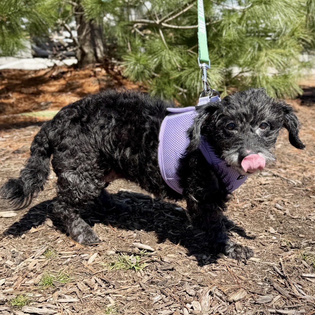 Bailey Poodle, Miniature/Mixed Breed (Small) Black Salt and Pepper