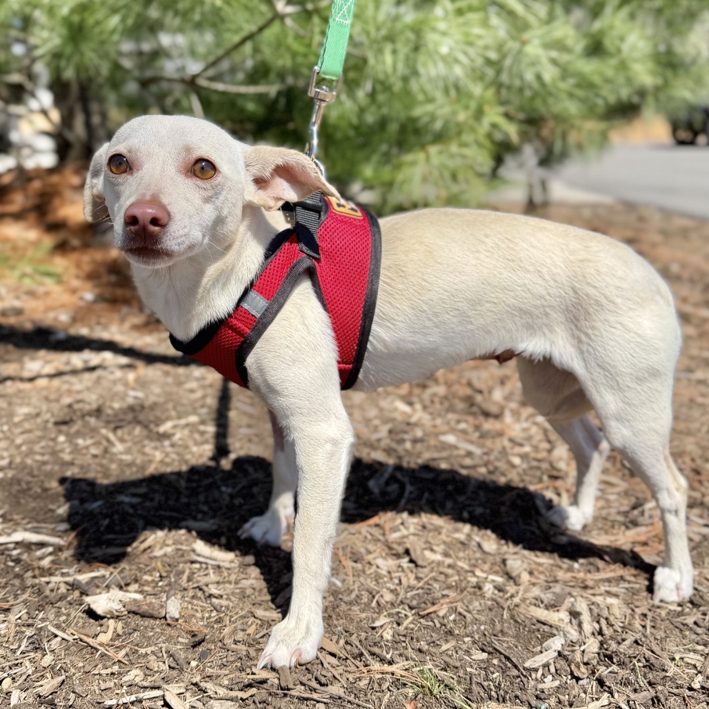 Dewdrop Chihuahua White 