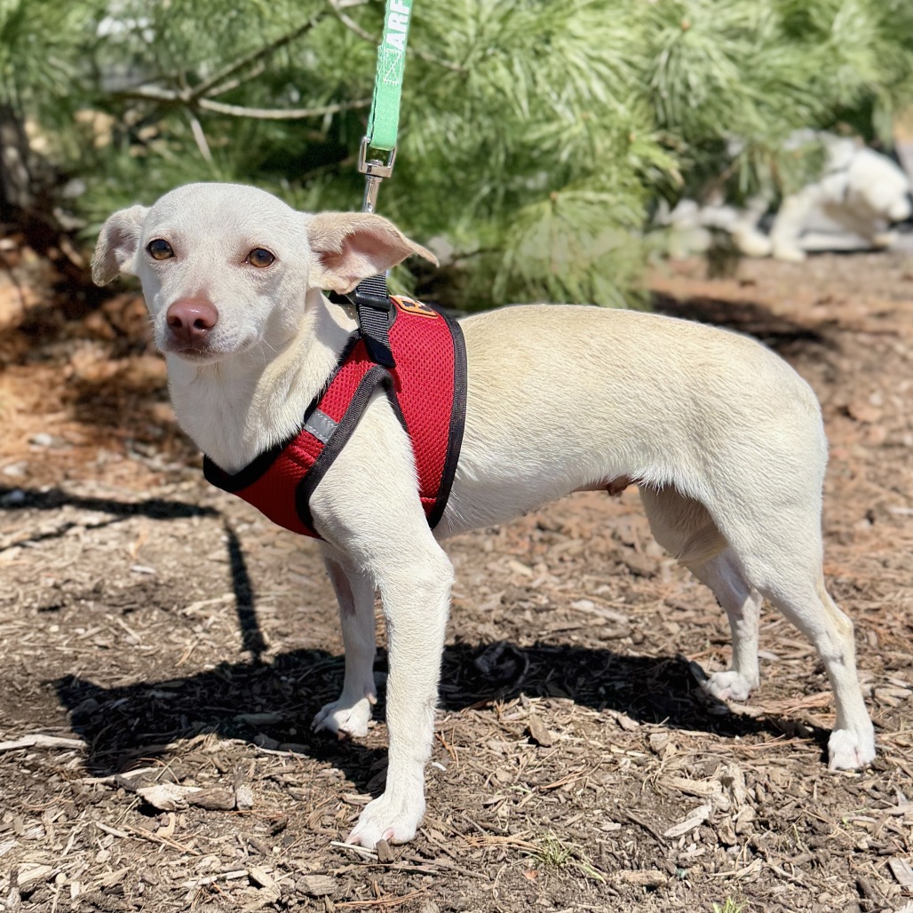 Dewdrop Chihuahua White 