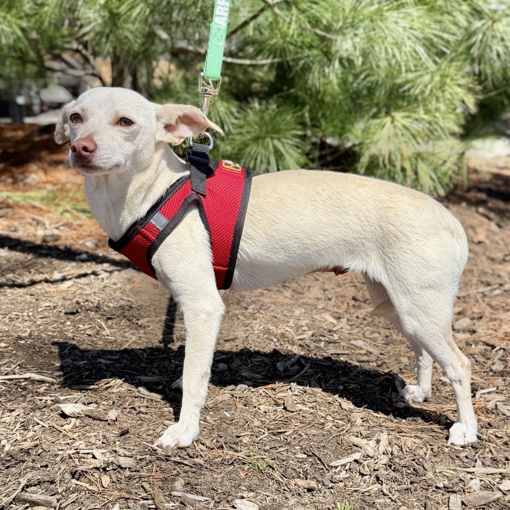 Dewdrop Chihuahua White 