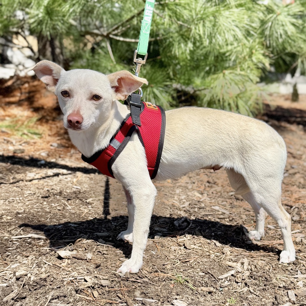 Dewdrop Chihuahua White 