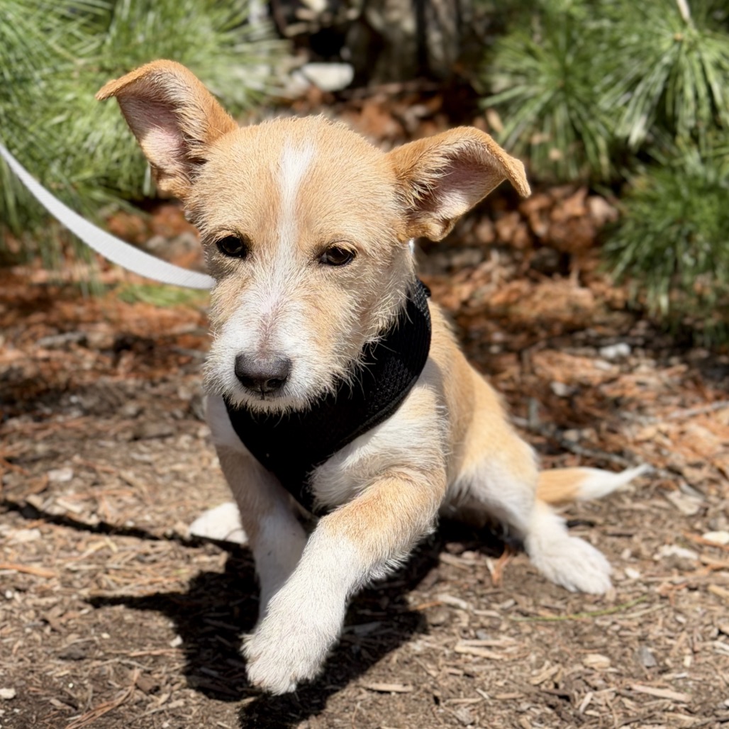 Minnow Chihuahua Cream 