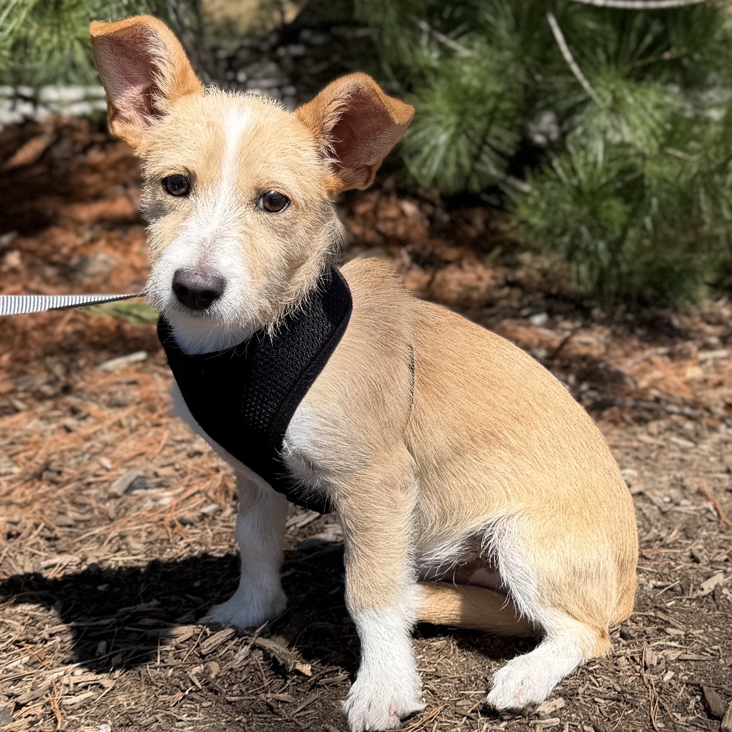 Minnow Chihuahua Cream 