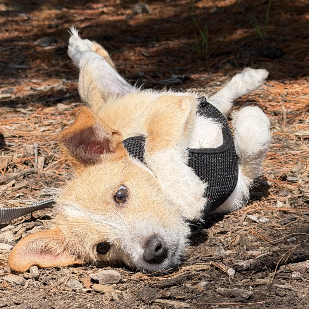 Minnow Chihuahua Cream 