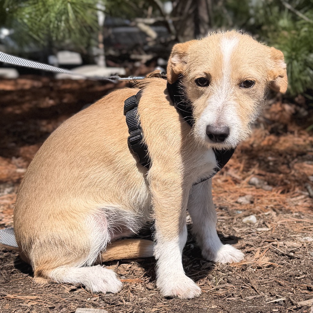 Minnow Chihuahua Cream 