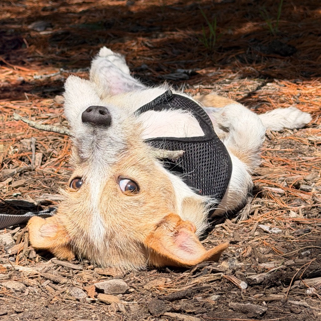 Minnow Chihuahua Cream 