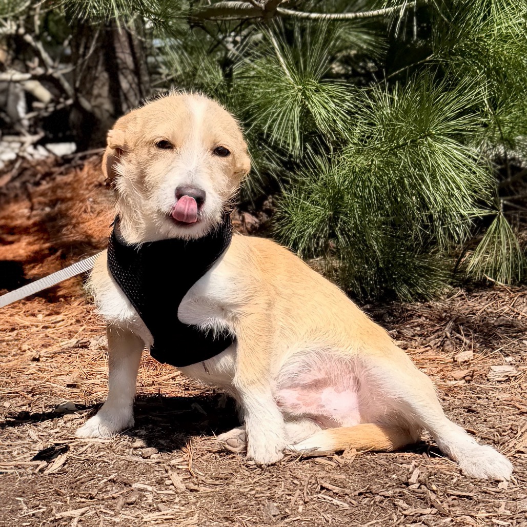 Minnow Chihuahua Cream 