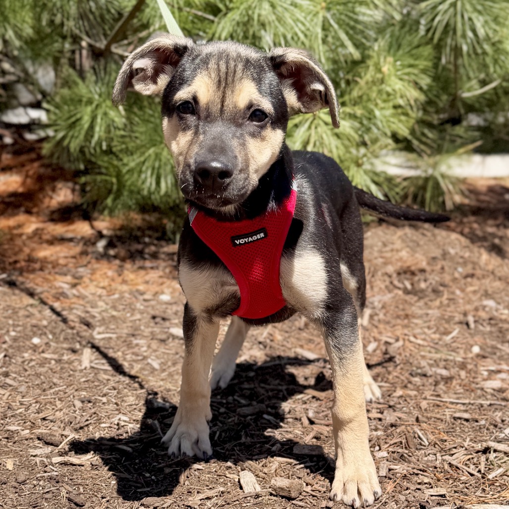Rose Shepherd, German/Mixed Breed (Medium) Black