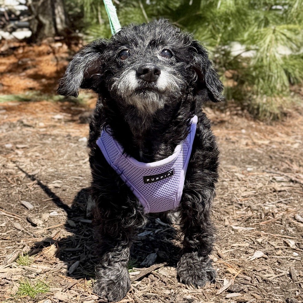 Bailey