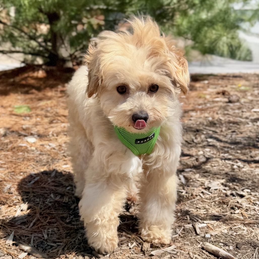 Potato Poodle, Miniature/Mixed Breed (Small) Tan