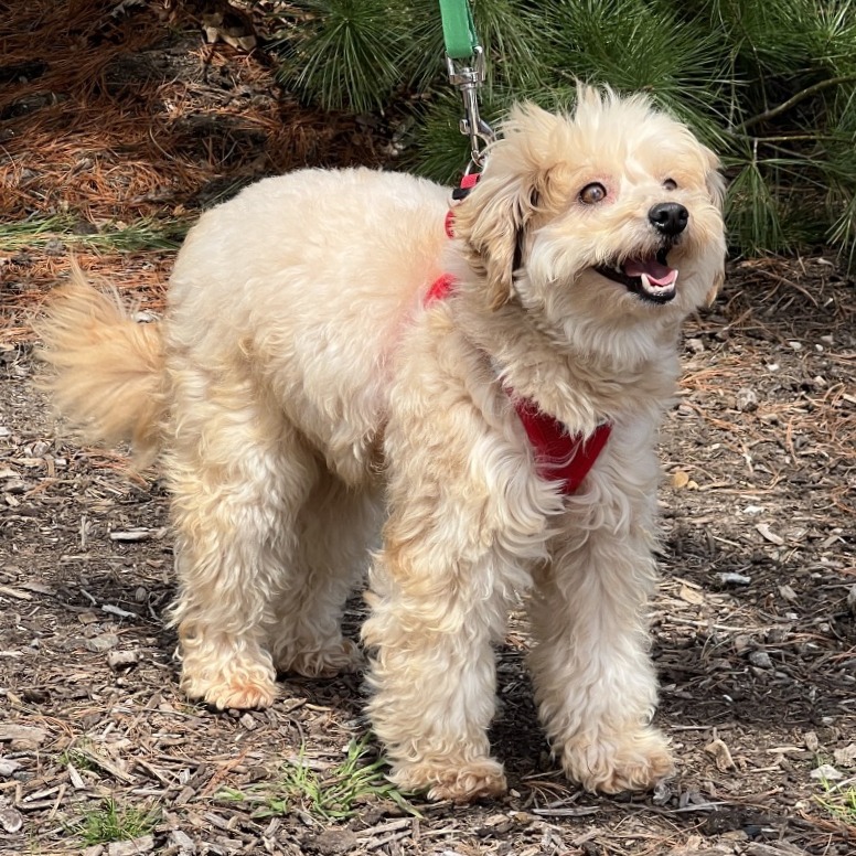 Potato Poodle, Miniature/Mixed Breed (Small) Tan