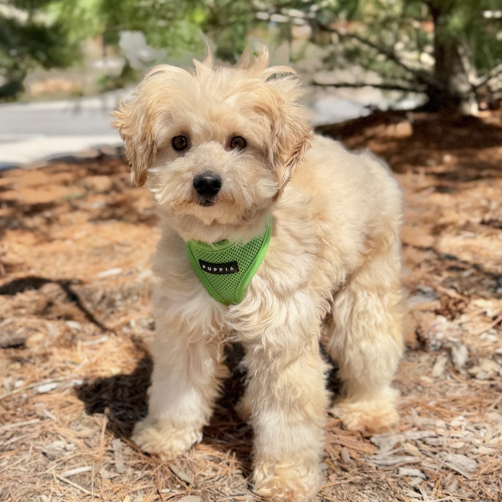 Potato Poodle, Miniature/Mixed Breed (Small) Tan